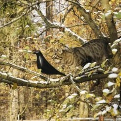 Vitra Eames House Bird, Schwarz -Dekorative Kunst 14Vitra iso