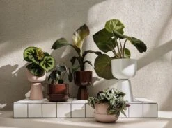 Iittala Nappula Blumentopf, 260 X 155 Mm, Beige -Dekorative Kunst Iittala 2021 Nappula 02