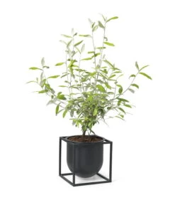 By Lassen Blumentopf Kubus 14, Schwarz 13 By Lassen Blumentopf Kubus 14, Schwarz -Dekorative Kunst byLassen Kubus Flowerpot 14 black plant 300